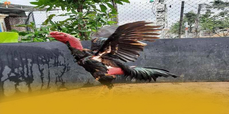 Trải nghiệm mọi lúc mọi nơi cùng FB88