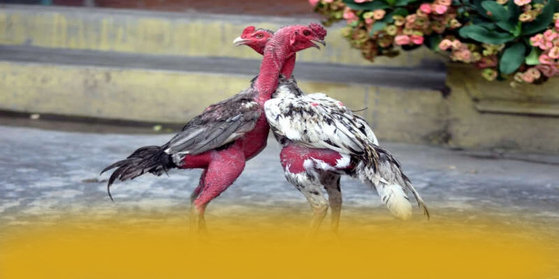 Điểm khác biệt của SUNWIN so với các nhà cái khác